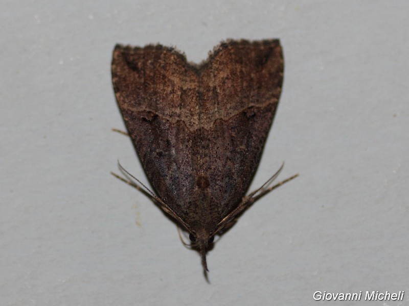 Hypena... ..? Hypena rostralis, Erebidae